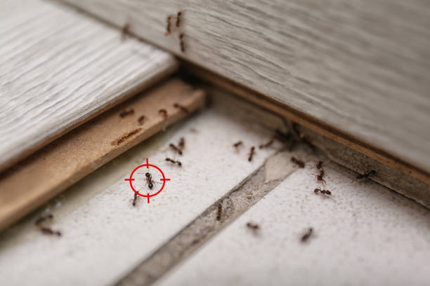 Best Pest Removal Services  in Concordia, KS