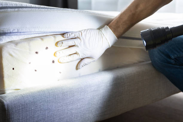 Best Residential Pest Control  in Concordia, KS